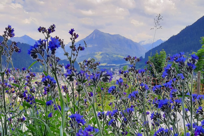 Ausblick Richtung Lackenkogel mit Ochsenzungen